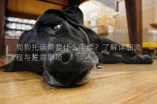 狗狗托运需要什么手续？了解详细流程与注意事项