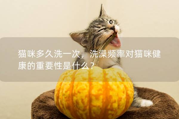 猫咪多久洗一次，洗澡频率对猫咪健康的重要性是什么？