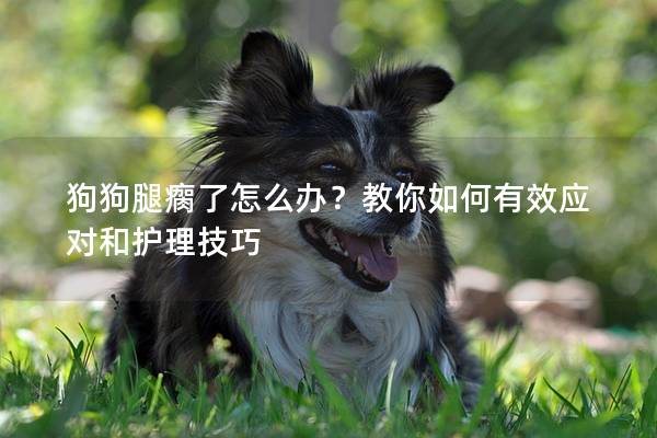 狗狗腿瘸了怎么办？教你如何有效应对和护理技巧