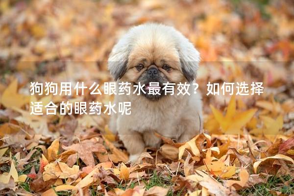 狗狗用什么眼药水最有效？如何选择适合的眼药水呢