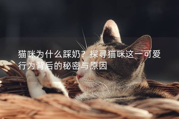猫咪为什么踩奶？探寻猫咪这一可爱行为背后的秘密与原因