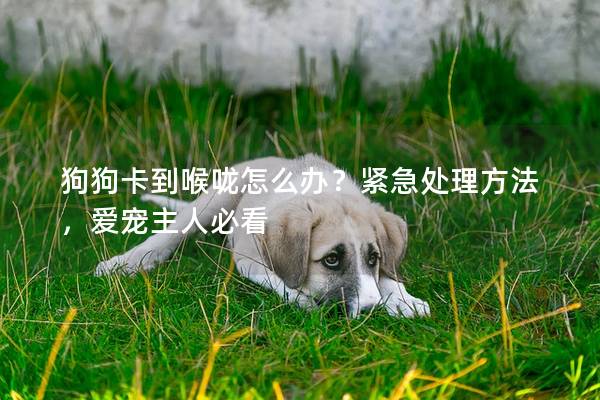 狗狗卡到喉咙怎么办？紧急处理方法，爱宠主人必看