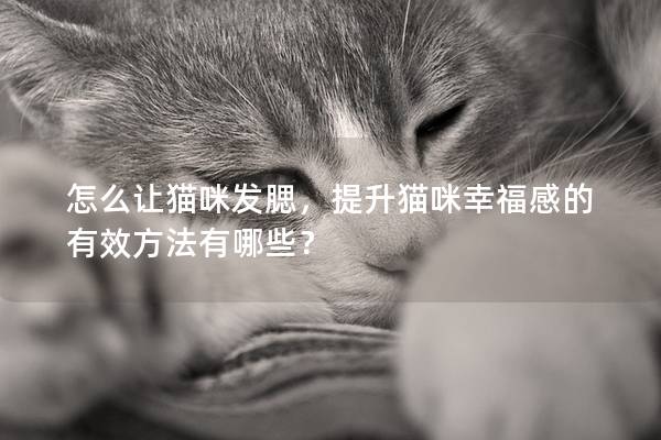 怎么让猫咪发腮，提升猫咪幸福感的有效方法有哪些？