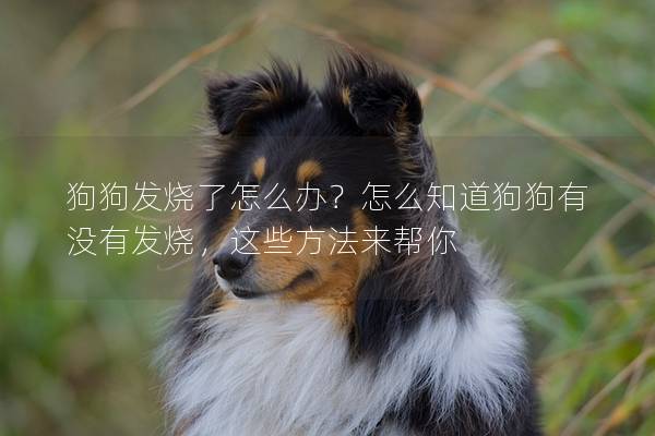 狗狗发烧了怎么办？怎么知道狗狗有没有发烧，这些方法来帮你