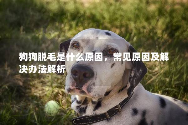 狗狗脱毛是什么原因，常见原因及解决办法解析