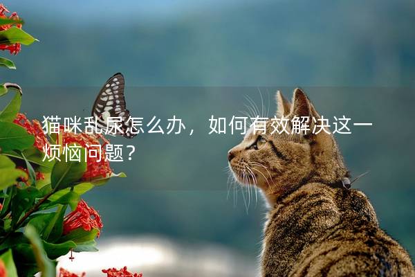 猫咪乱尿怎么办，如何有效解决这一烦恼问题？