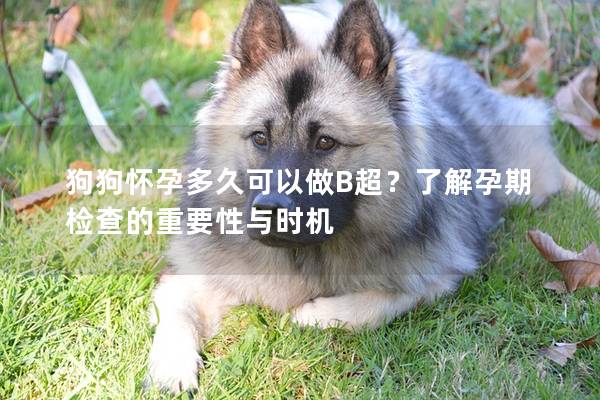 狗狗怀孕多久可以做B超？了解孕期检查的重要性与时机