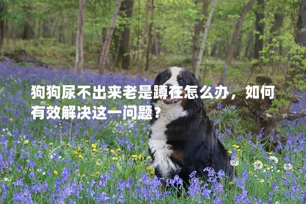 狗狗尿不出来老是蹲在怎么办，如何有效解决这一问题？