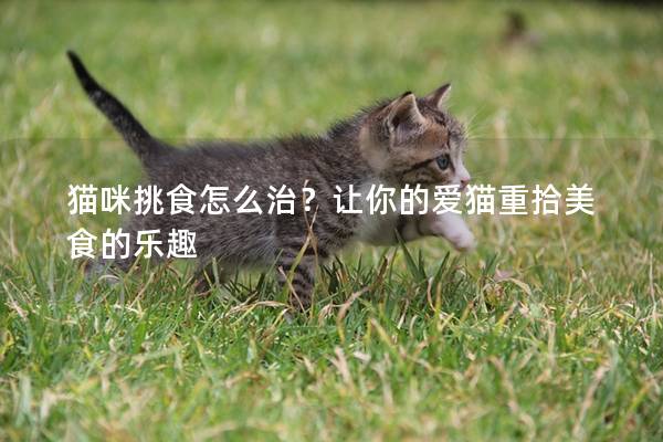 猫咪挑食怎么治？让你的爱猫重拾美食的乐趣