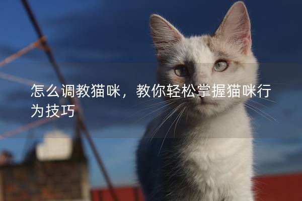 怎么调教猫咪，教你轻松掌握猫咪行为技巧