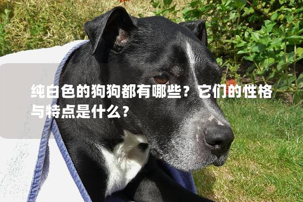 纯白色的狗狗都有哪些？它们的性格与特点是什么？
