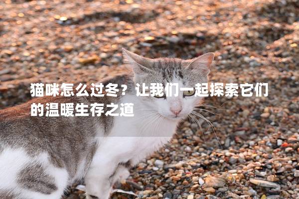 猫咪怎么过冬？让我们一起探索它们的温暖生存之道