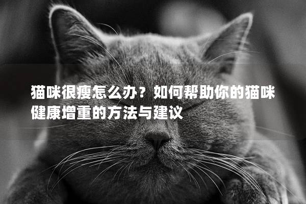 猫咪很瘦怎么办？如何帮助你的猫咪健康增重的方法与建议