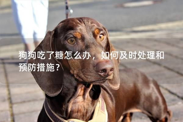 狗狗吃了糖怎么办，如何及时处理和预防措施？