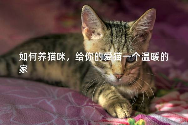 如何养猫咪，给你的爱猫一个温暖的家