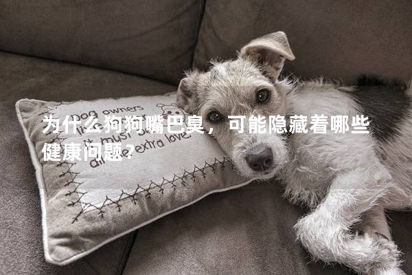 为什么狗狗嘴巴臭，可能隐藏着哪些健康问题？