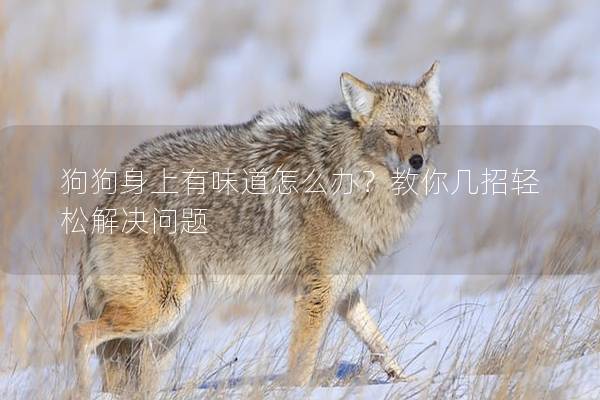 狗狗身上有味道怎么办？教你几招轻松解决问题