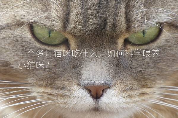 一个多月猫咪吃什么，如何科学喂养小猫咪？