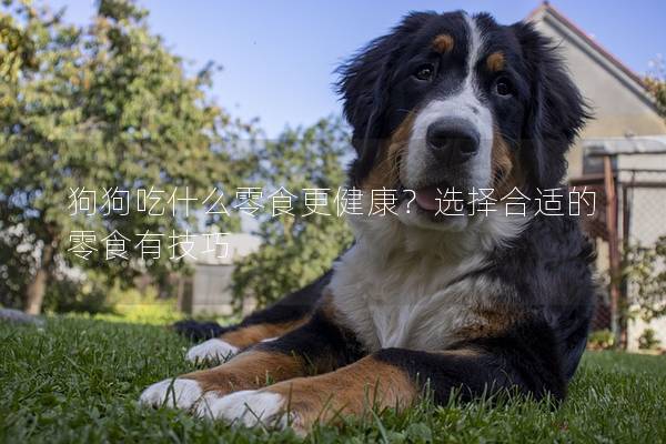 狗狗吃什么零食更健康？选择合适的零食有技巧