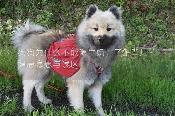 狗狗为什么不能喝牛奶，了解背后的健康隐患与误区