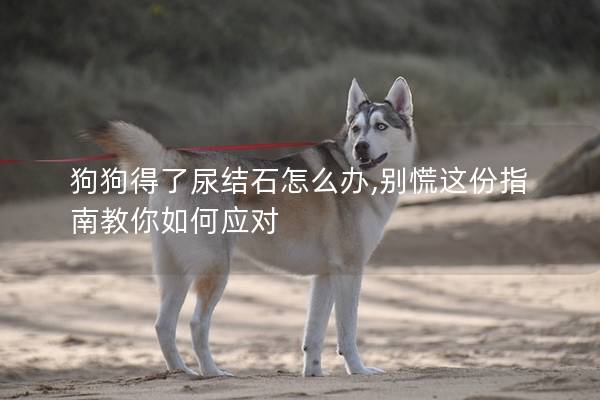 狗狗得了尿结石怎么办,别慌这份指南教你如何应对