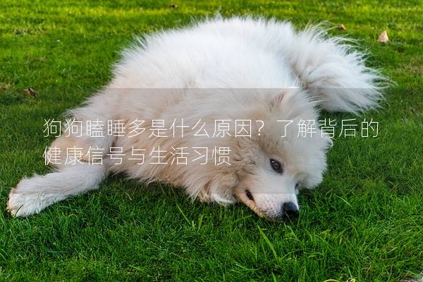 狗狗瞌睡多是什么原因？了解背后的健康信号与生活习惯