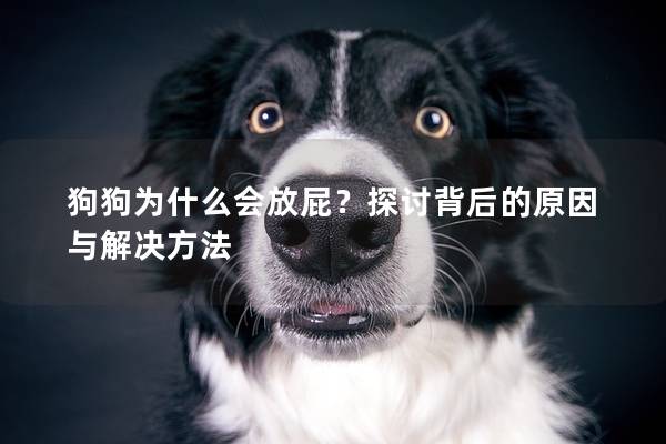 狗狗为什么会放屁？探讨背后的原因与解决方法