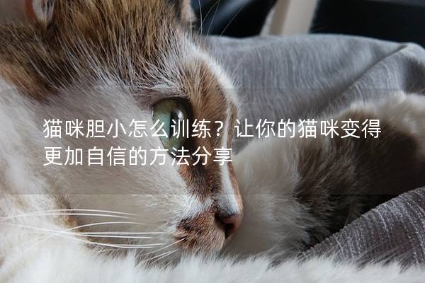 猫咪胆小怎么训练？让你的猫咪变得更加自信的方法分享