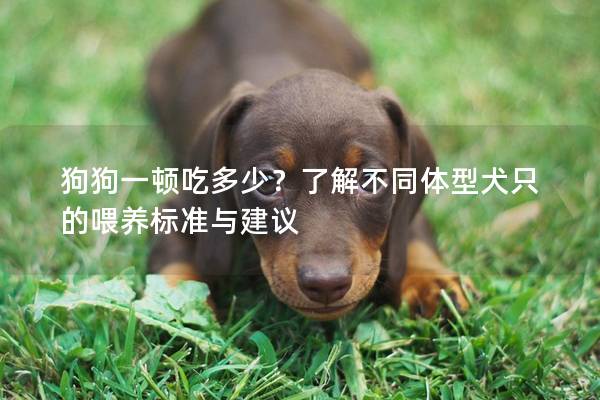 狗狗一顿吃多少？了解不同体型犬只的喂养标准与建议