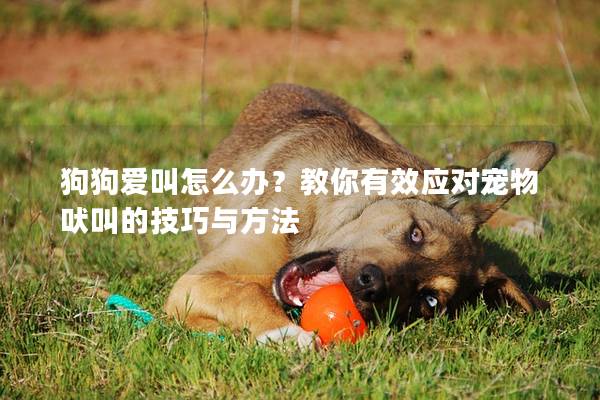 狗狗爱叫怎么办？教你有效应对宠物吠叫的技巧与方法