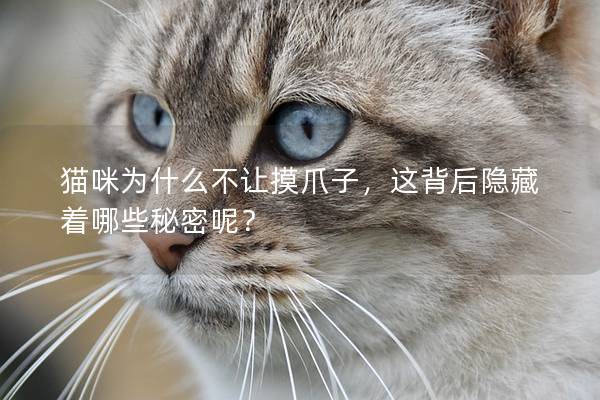 猫咪为什么不让摸爪子，这背后隐藏着哪些秘密呢？
