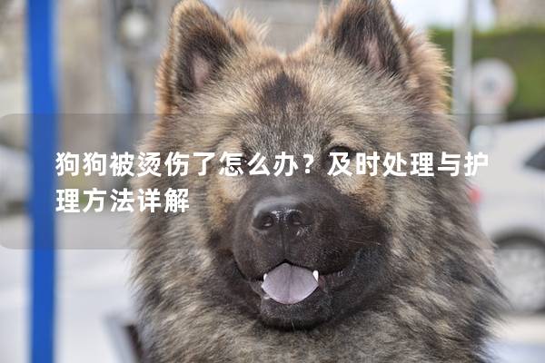 狗狗被烫伤了怎么办？及时处理与护理方法详解