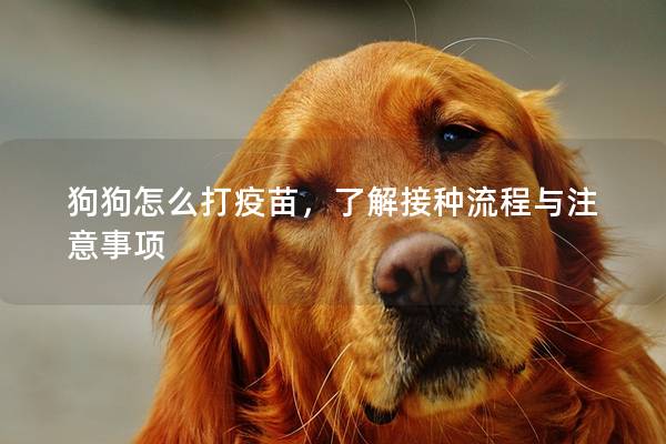 狗狗怎么打疫苗，了解接种流程与注意事项