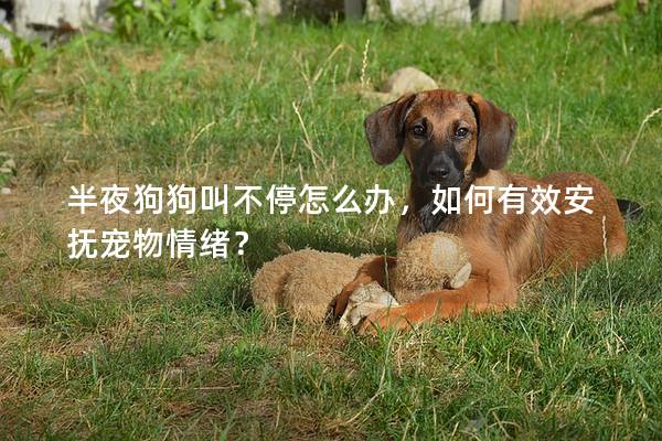 半夜狗狗叫不停怎么办，如何有效安抚宠物情绪？