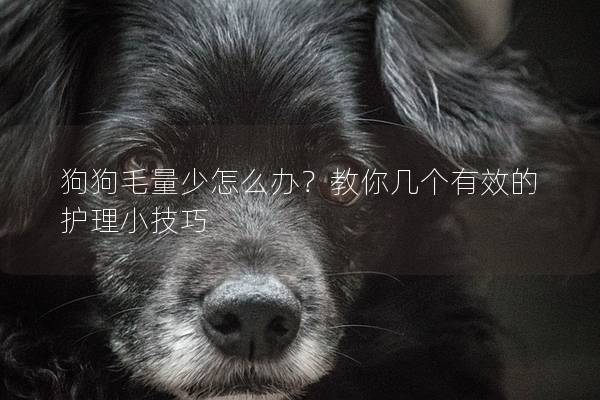 狗狗毛量少怎么办？教你几个有效的护理小技巧