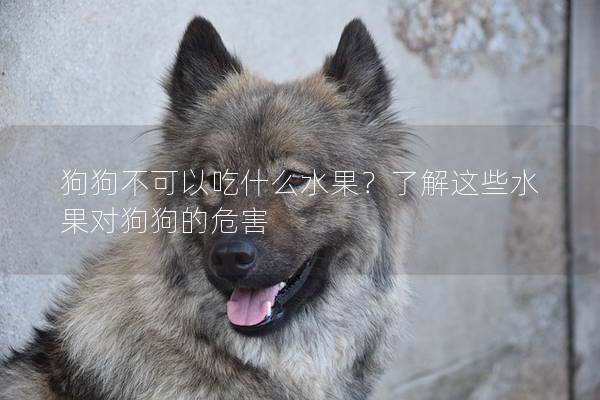 狗狗不可以吃什么水果？了解这些水果对狗狗的危害