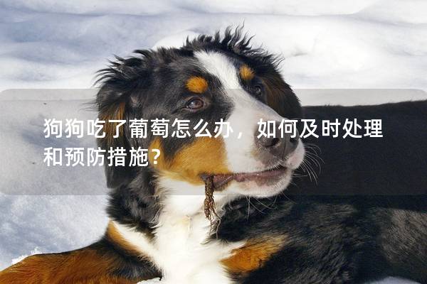 狗狗吃了葡萄怎么办，如何及时处理和预防措施？