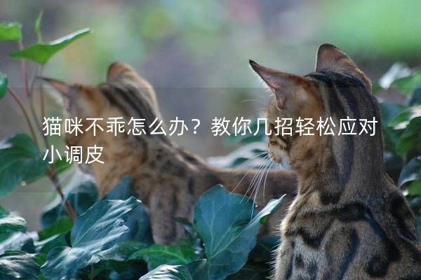猫咪不乖怎么办？教你几招轻松应对小调皮