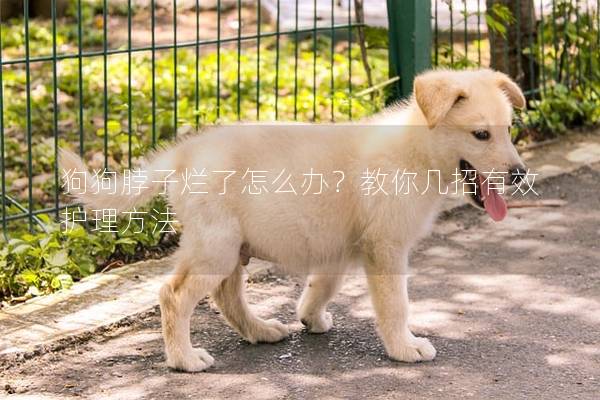 狗狗脖子烂了怎么办？教你几招有效护理方法