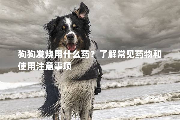 狗狗发烧用什么药？了解常见药物和使用注意事项