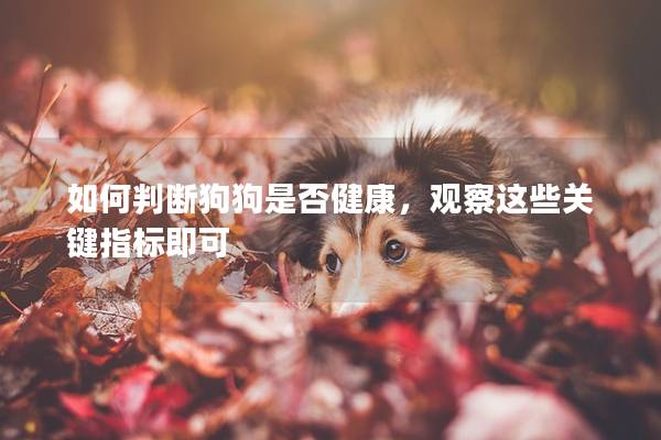 如何判断狗狗是否健康，观察这些关键指标即可