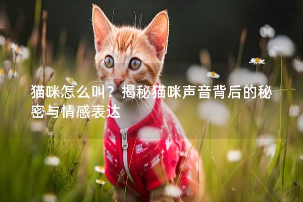 猫咪怎么叫？揭秘猫咪声音背后的秘密与情感表达