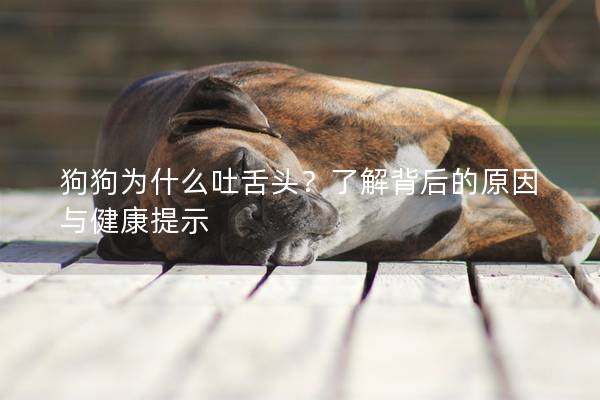 狗狗为什么吐舌头？了解背后的原因与健康提示