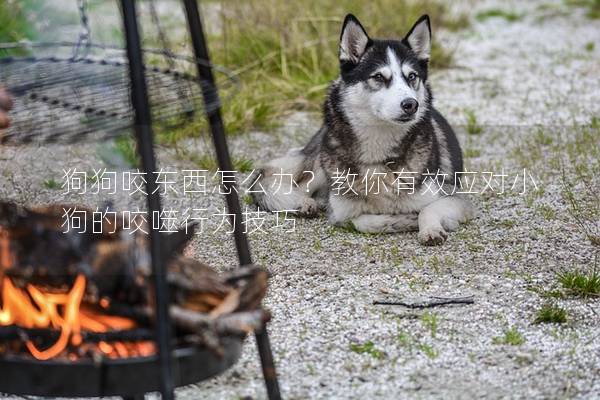 狗狗咬东西怎么办？教你有效应对小狗的咬噬行为技巧