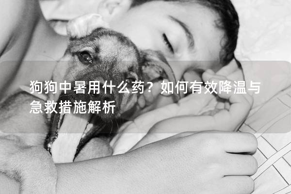 狗狗中暑用什么药？如何有效降温与急救措施解析