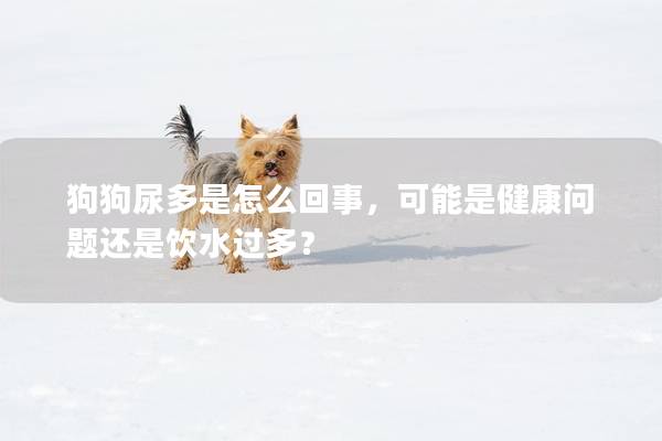 狗狗尿多是怎么回事，可能是健康问题还是饮水过多？