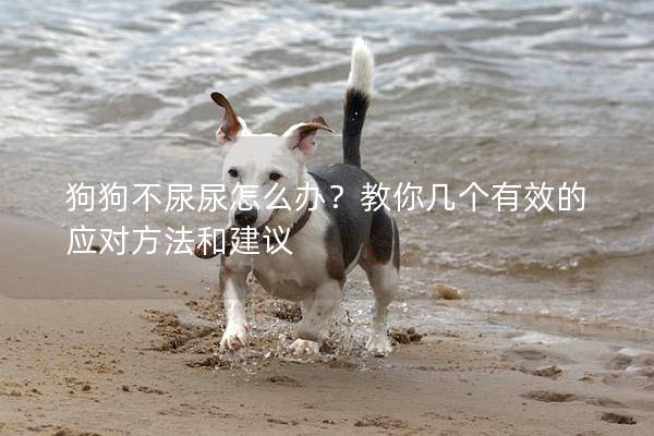 狗狗不尿尿怎么办？教你几个有效的应对方法和建议
