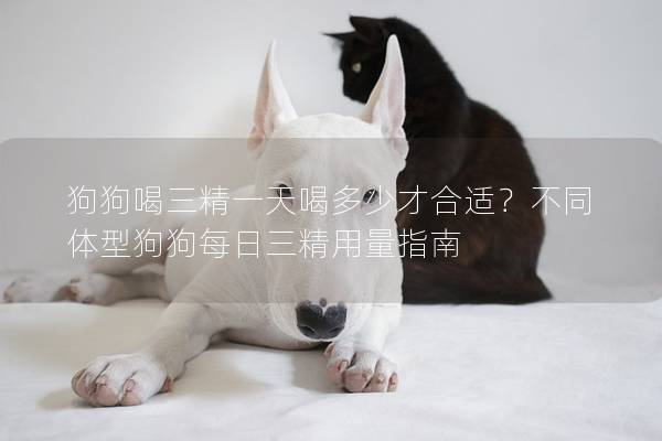 狗狗喝三精一天喝多少才合适？不同体型狗狗每日三精用量指南