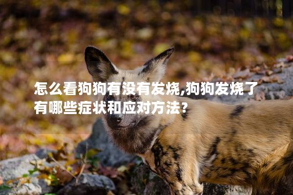怎么看狗狗有没有发烧,狗狗发烧了有哪些症状和应对方法？