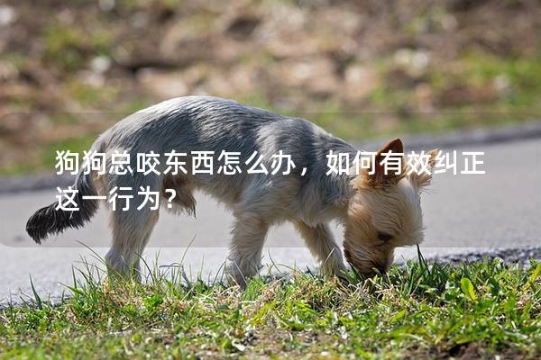 狗狗总咬东西怎么办，如何有效纠正这一行为？
